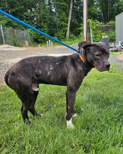 Enlarge Blaze, a Adoptable Mixed Breed in Hamilton, NJ image 2/2