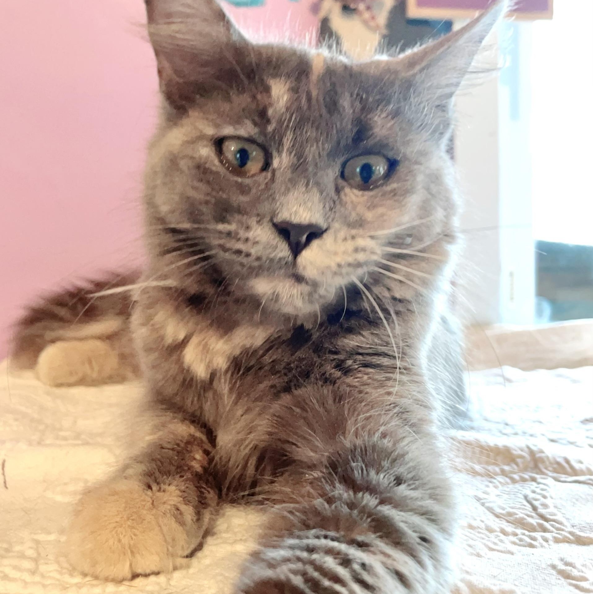 Prada, a Adoptable Domestic Medium Hair in Huntington, MA image 3/5