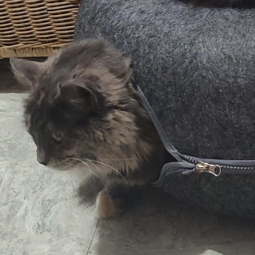 Enlarge Prada, a Adoptable Domestic Medium Hair in Huntington, MA image 6/6