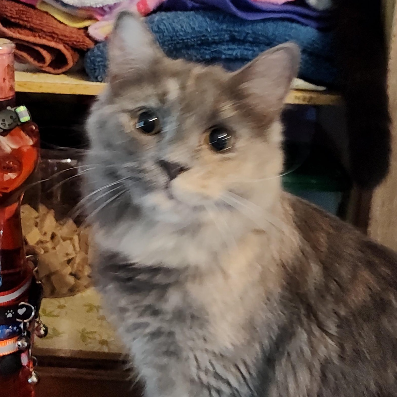 Prada, a Adoptable Domestic Medium Hair in Huntington, MA image 5/5