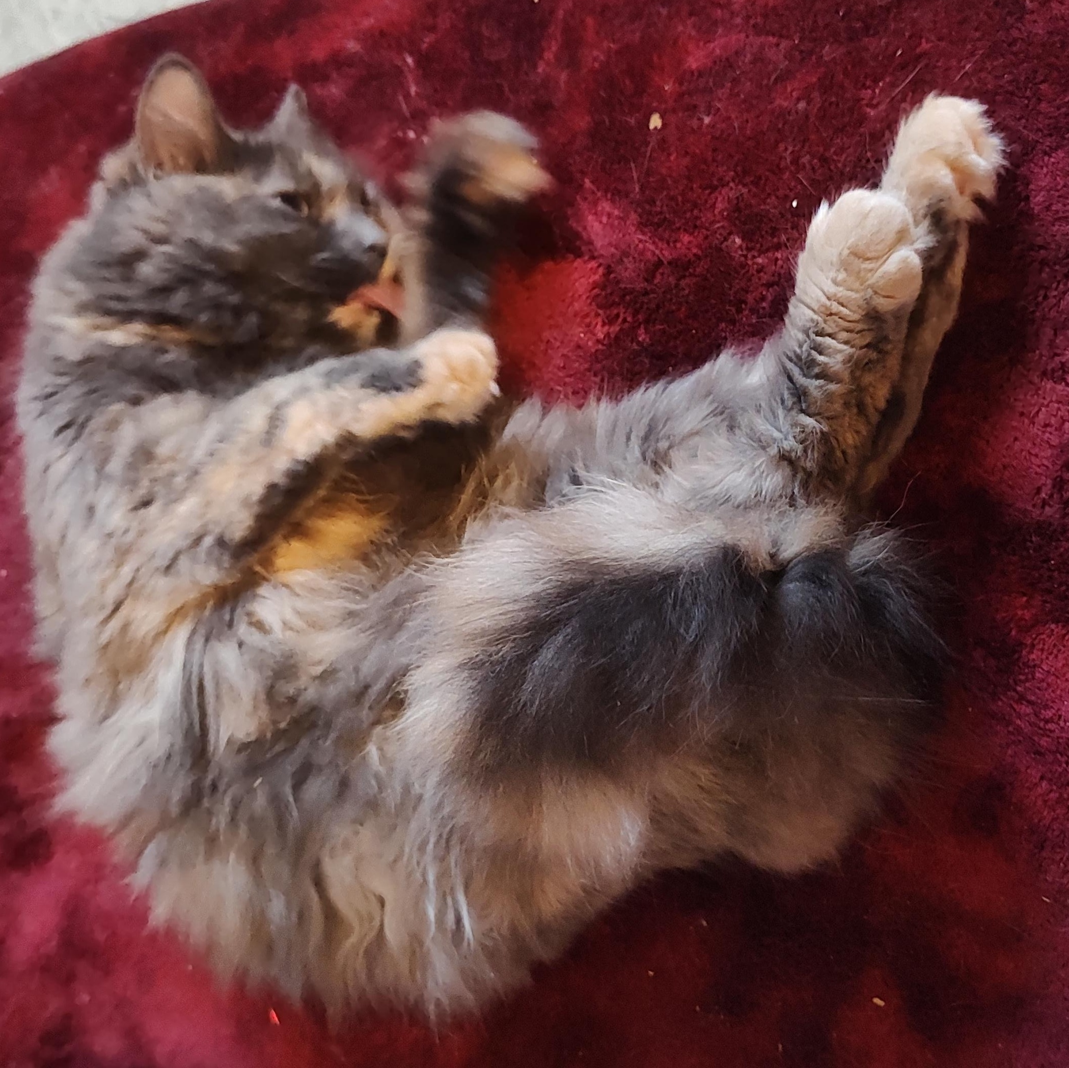 Prada, a Adoptable Domestic Medium Hair in Huntington, MA image 4/5