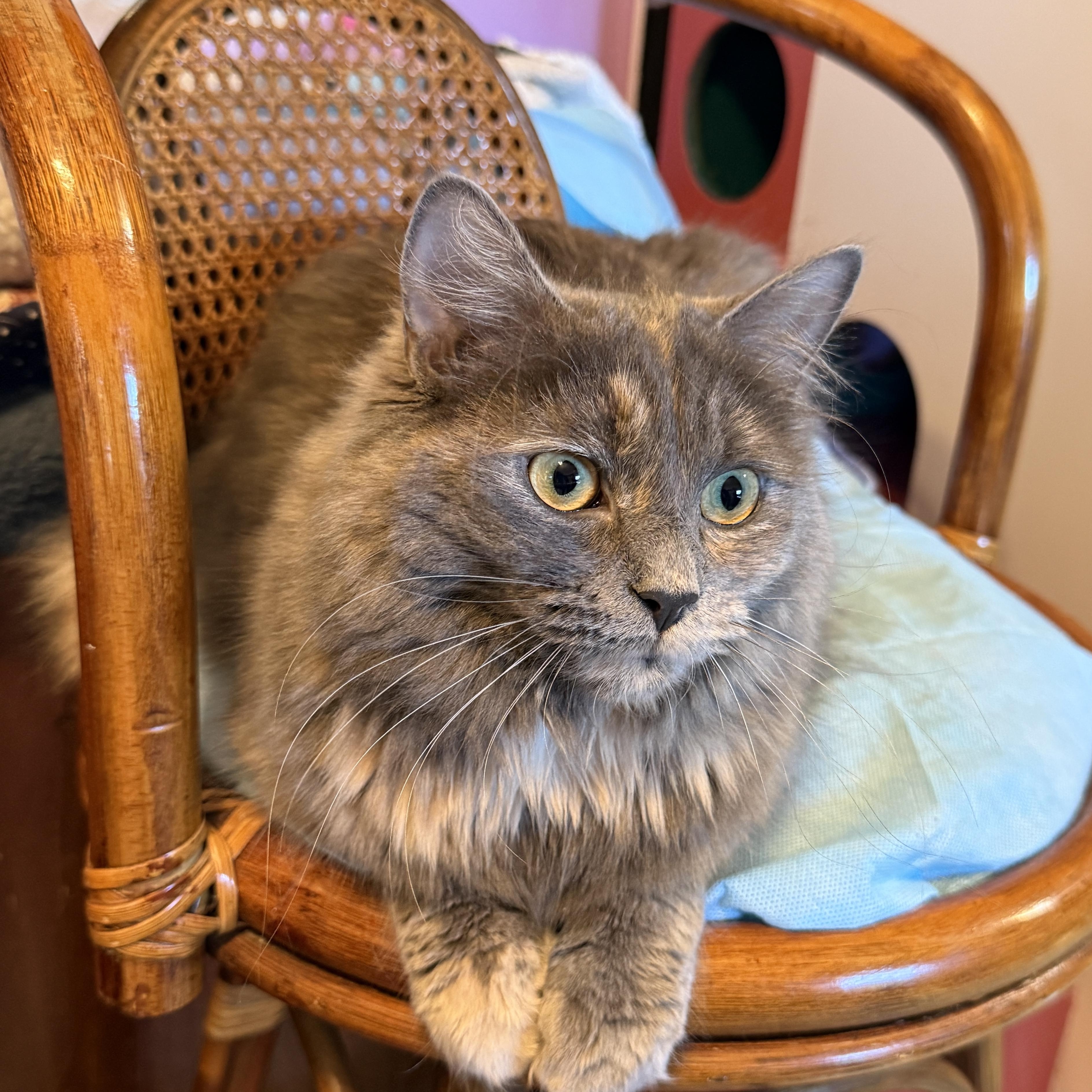 Enlarge Prada, a Adoptable Dilute Tortoiseshell in Huntington, MA image 1/6