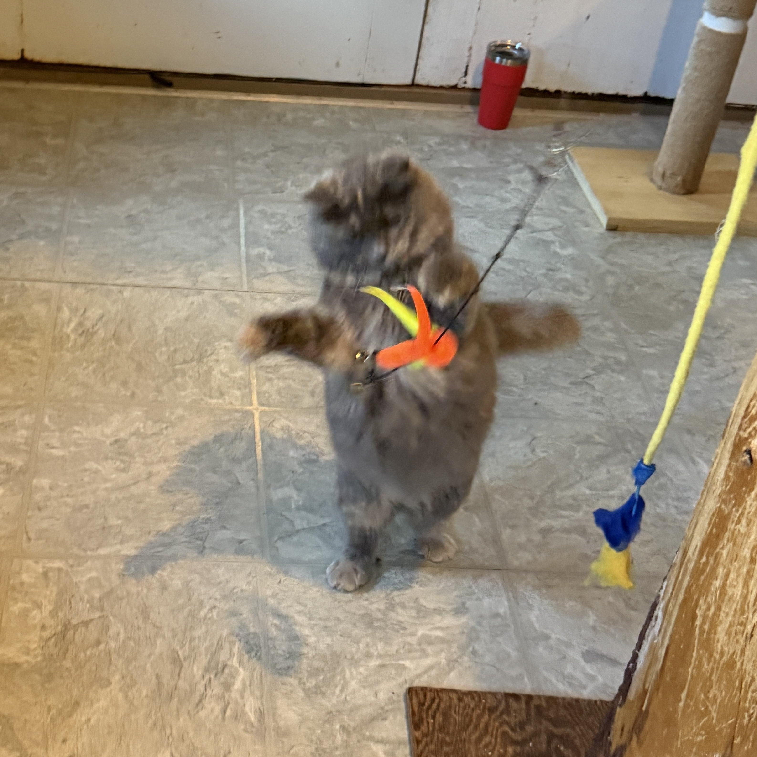 Prada, a Adoptable Domestic Medium Hair in Huntington, MA image 2/5