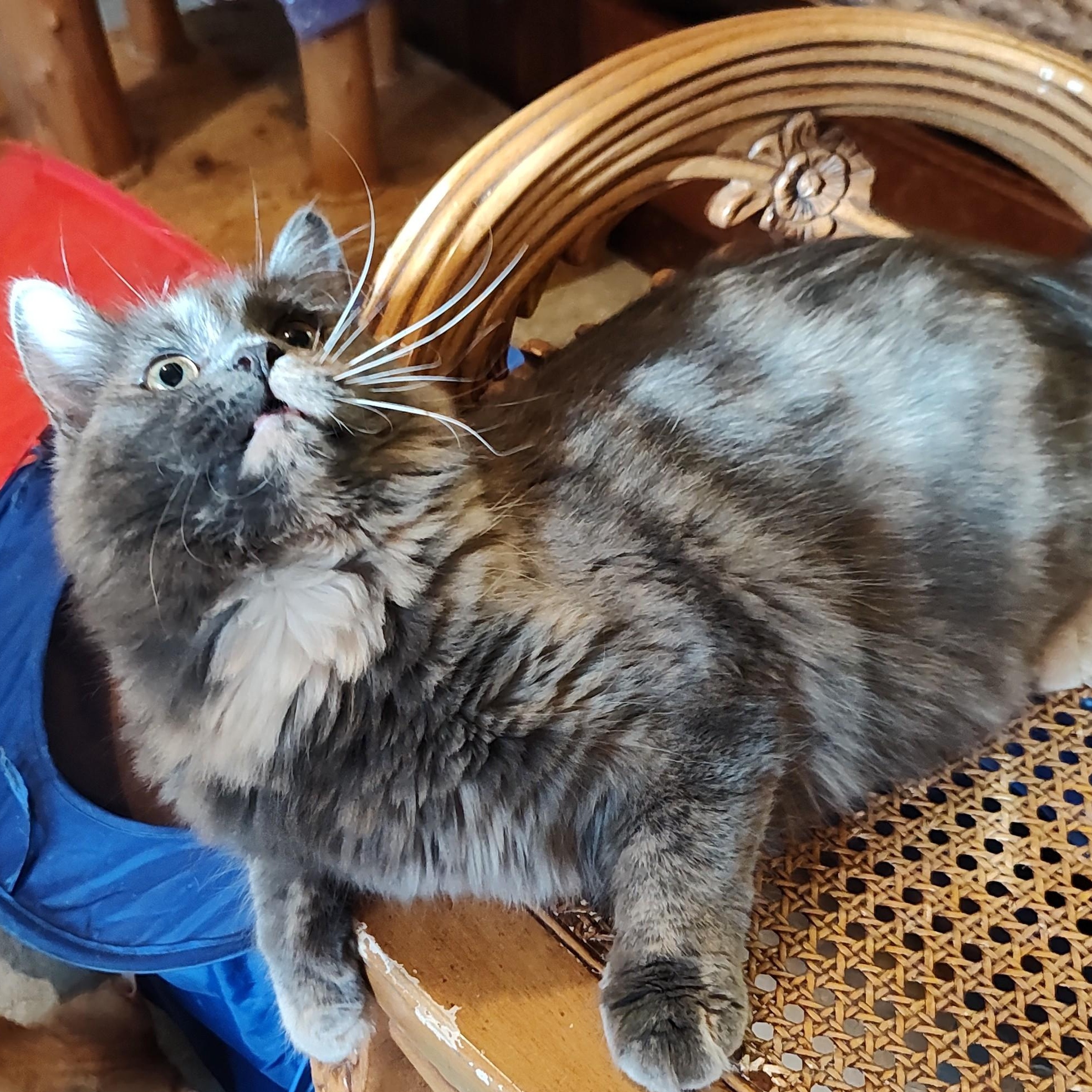 Prada, Adoptable, Adult Female Domestic Medium Hair.