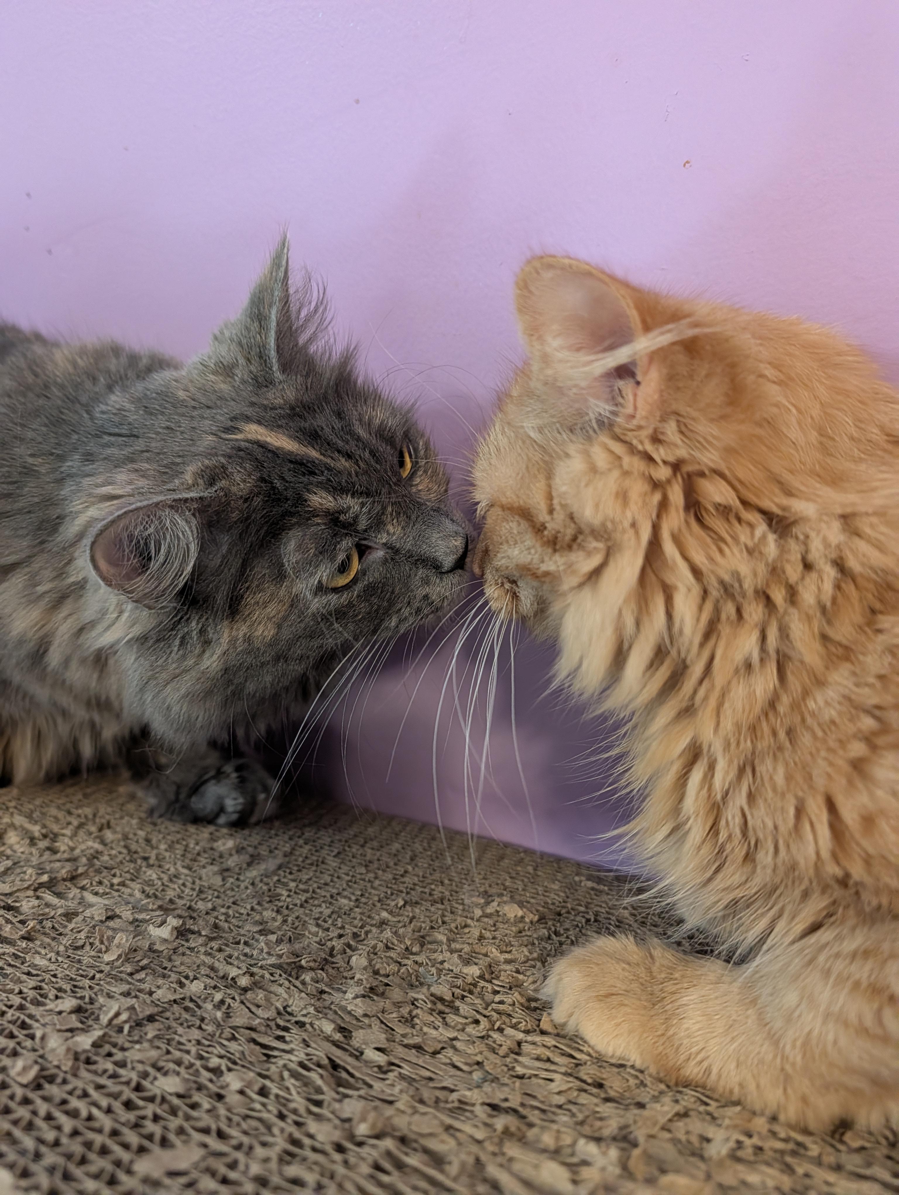 Enlarge Prada, a Adoptable Dilute Tortoiseshell in Huntington, MA image 6/6