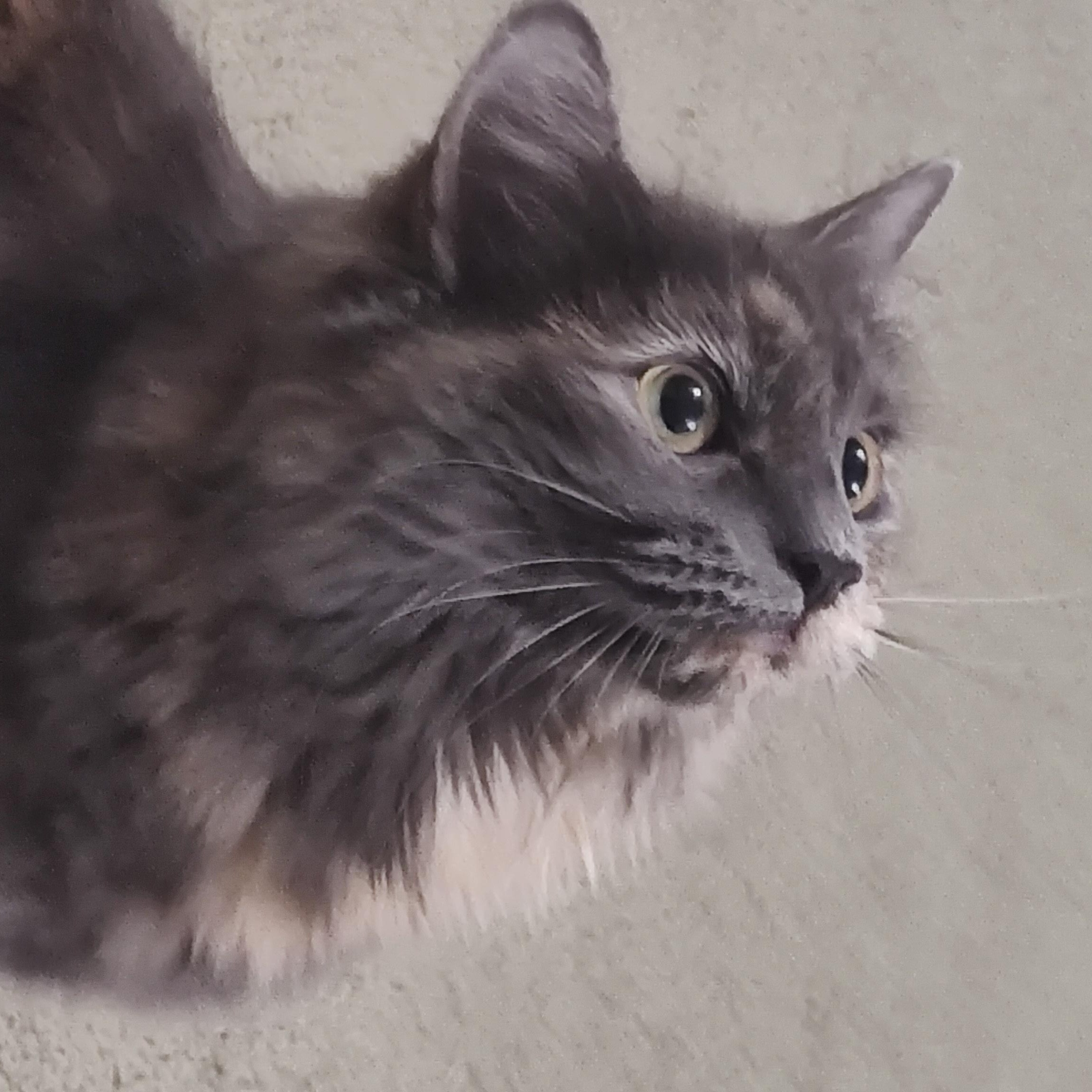 Prada, Adoptable, Adult Female Domestic Medium Hair.