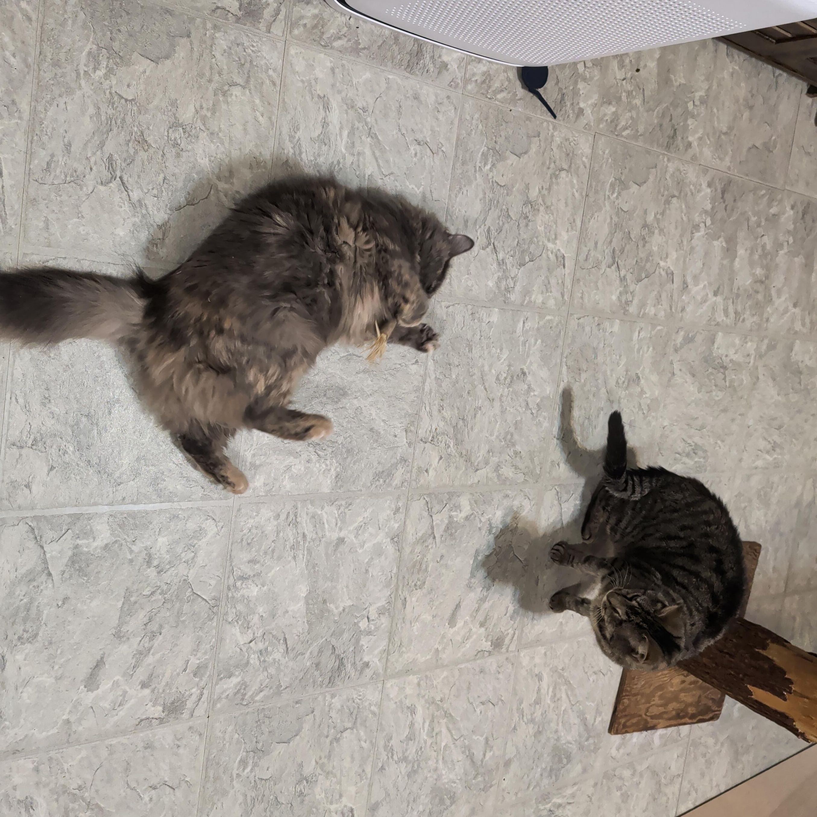 Enlarge Prada, a Adoptable Dilute Tortoiseshell in Huntington, MA image 5/6