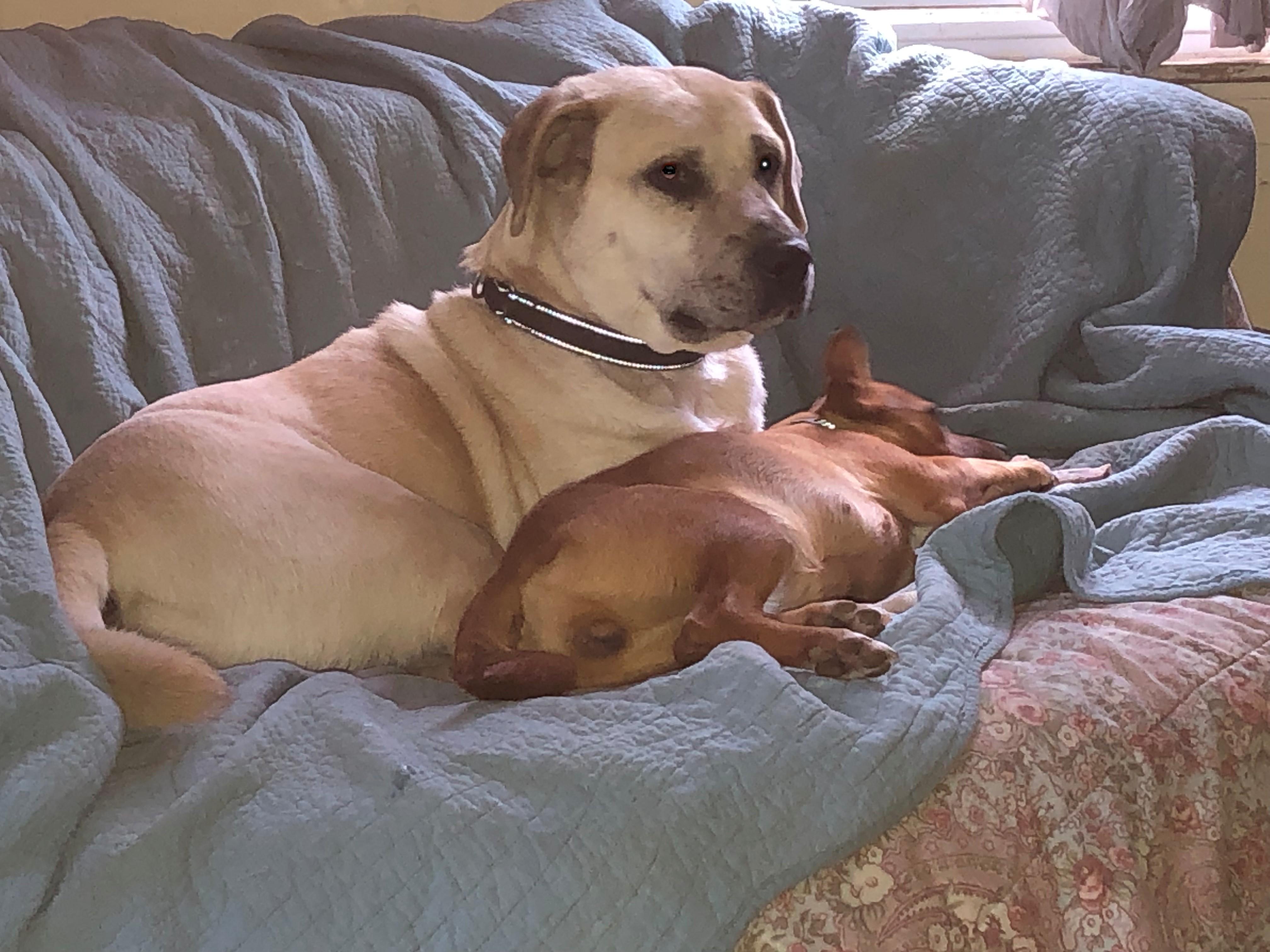 Bruce, ADOPTABLE, Adult Male Yellow Labrador Retriever & Cattle Dog.