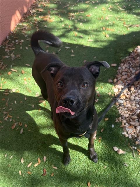 Enlarge CURLY, a Adoptable Terrier in Fort Myers, FL image 1/1