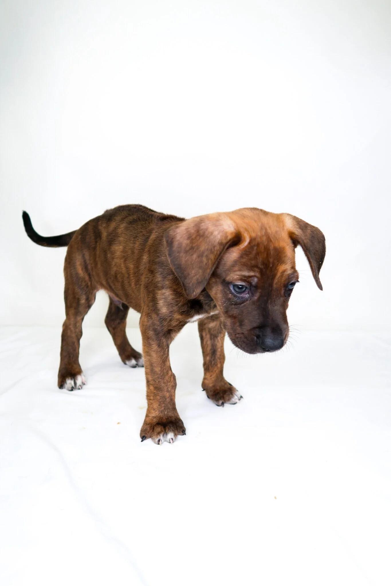 Bran, an adopted mixed breed in Bixby, OK image 1/3