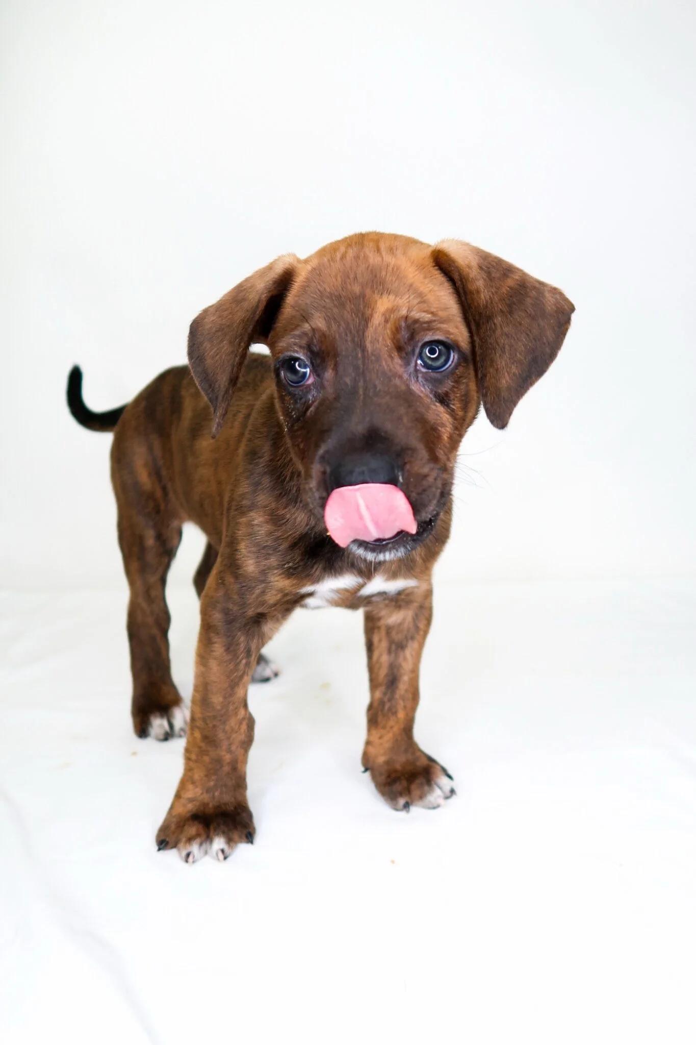 Bran, an adopted mixed breed in Bixby, OK image 3/3