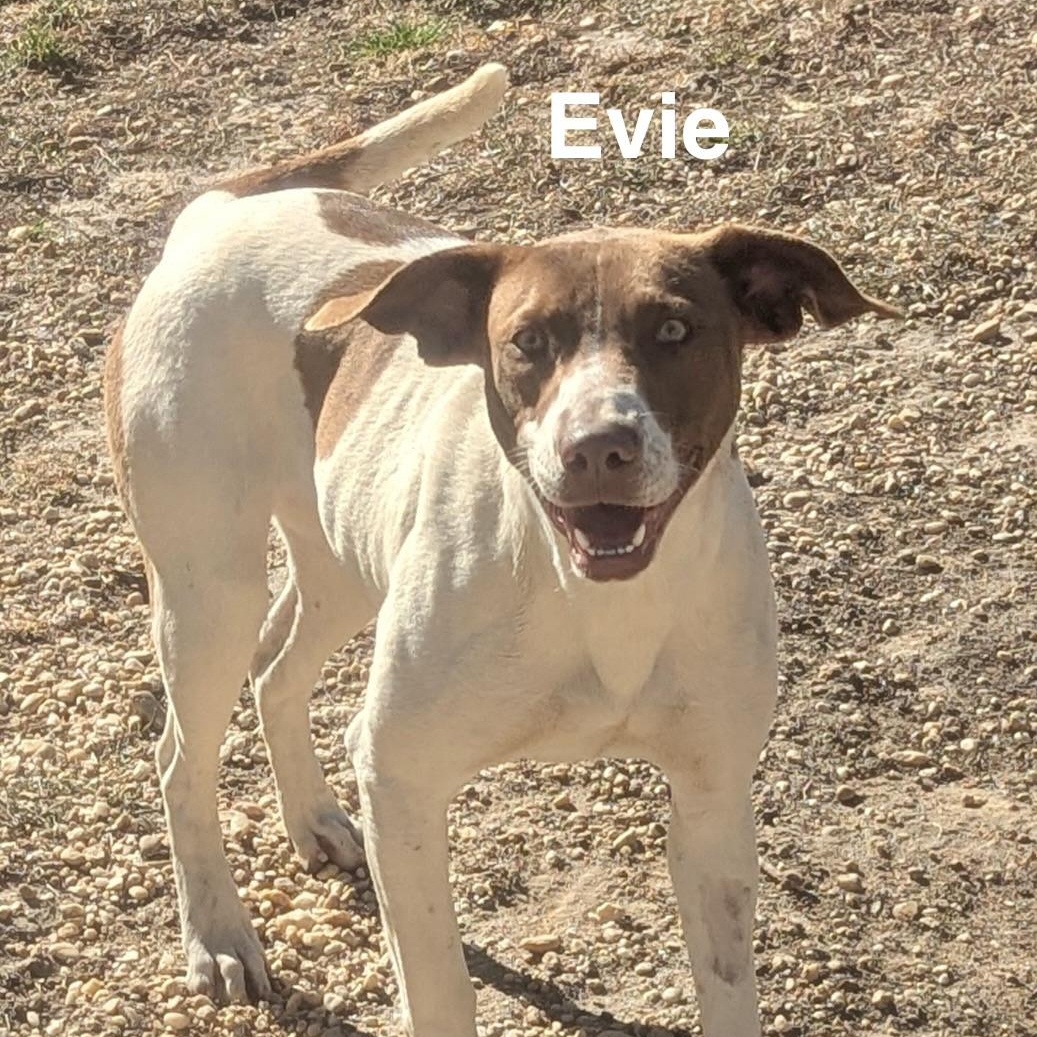 Evie (SUNCOAST), adopted, Adult Female Hound.