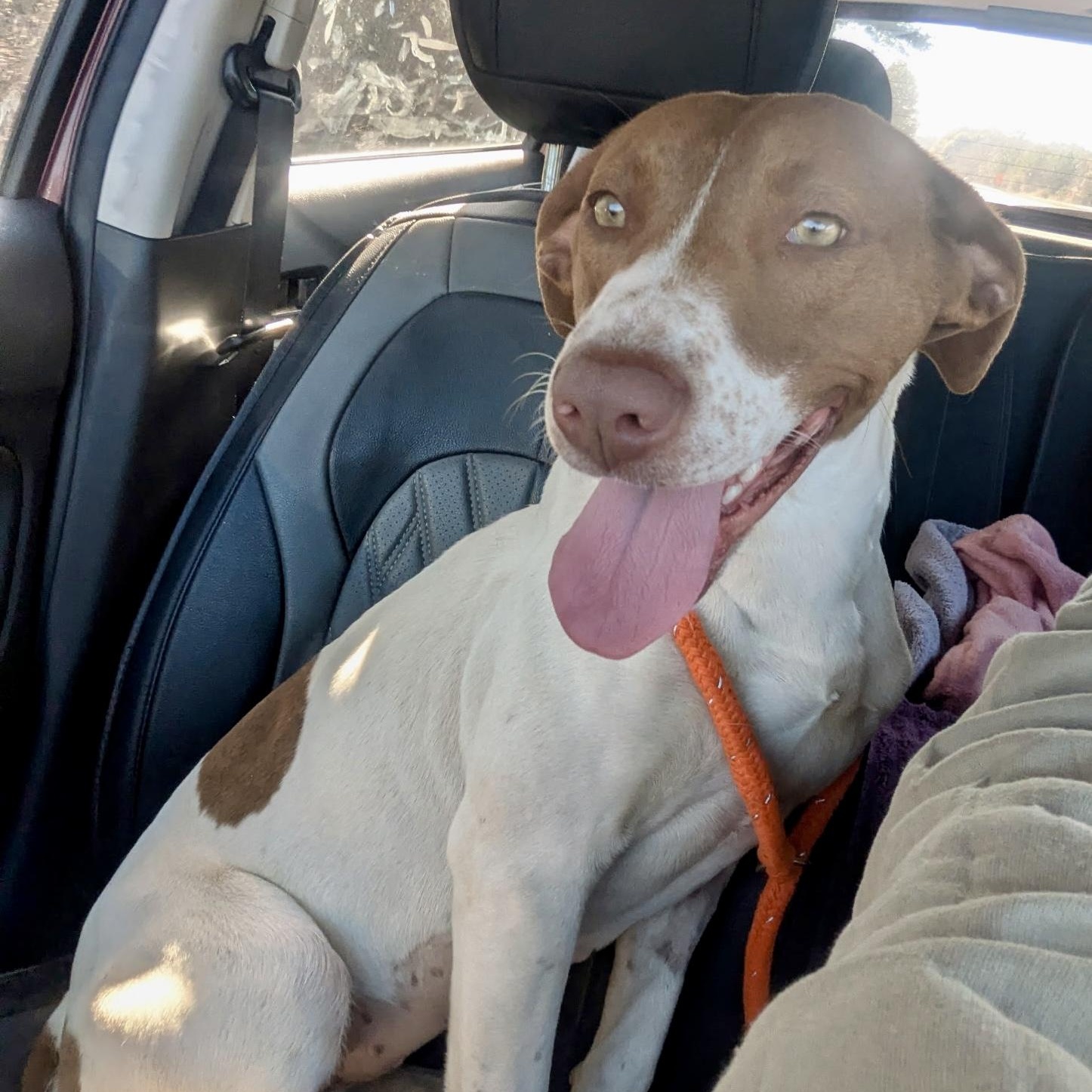 Enlarge Evie (SUNCOAST), an adopted mixed breed in Brewton, AL image 2/2