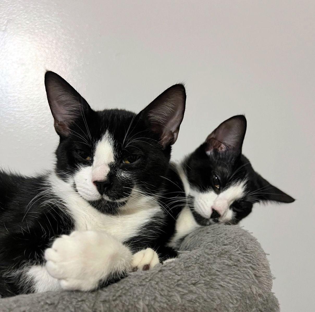 Tac, a Adoptable mixed breed in Magnolia Springs, AL image 1/3