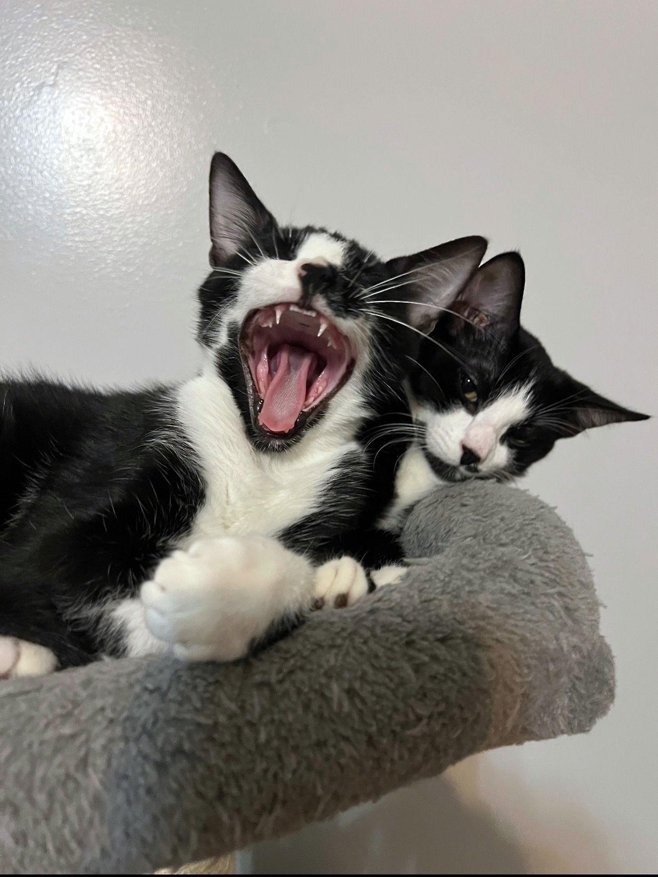 Tac, a Adoptable mixed breed in Magnolia Springs, AL image 3/3