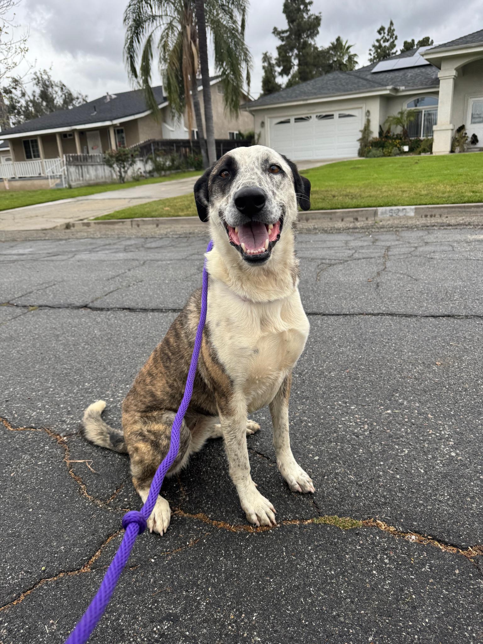 Savannah, Young Female Shepherd