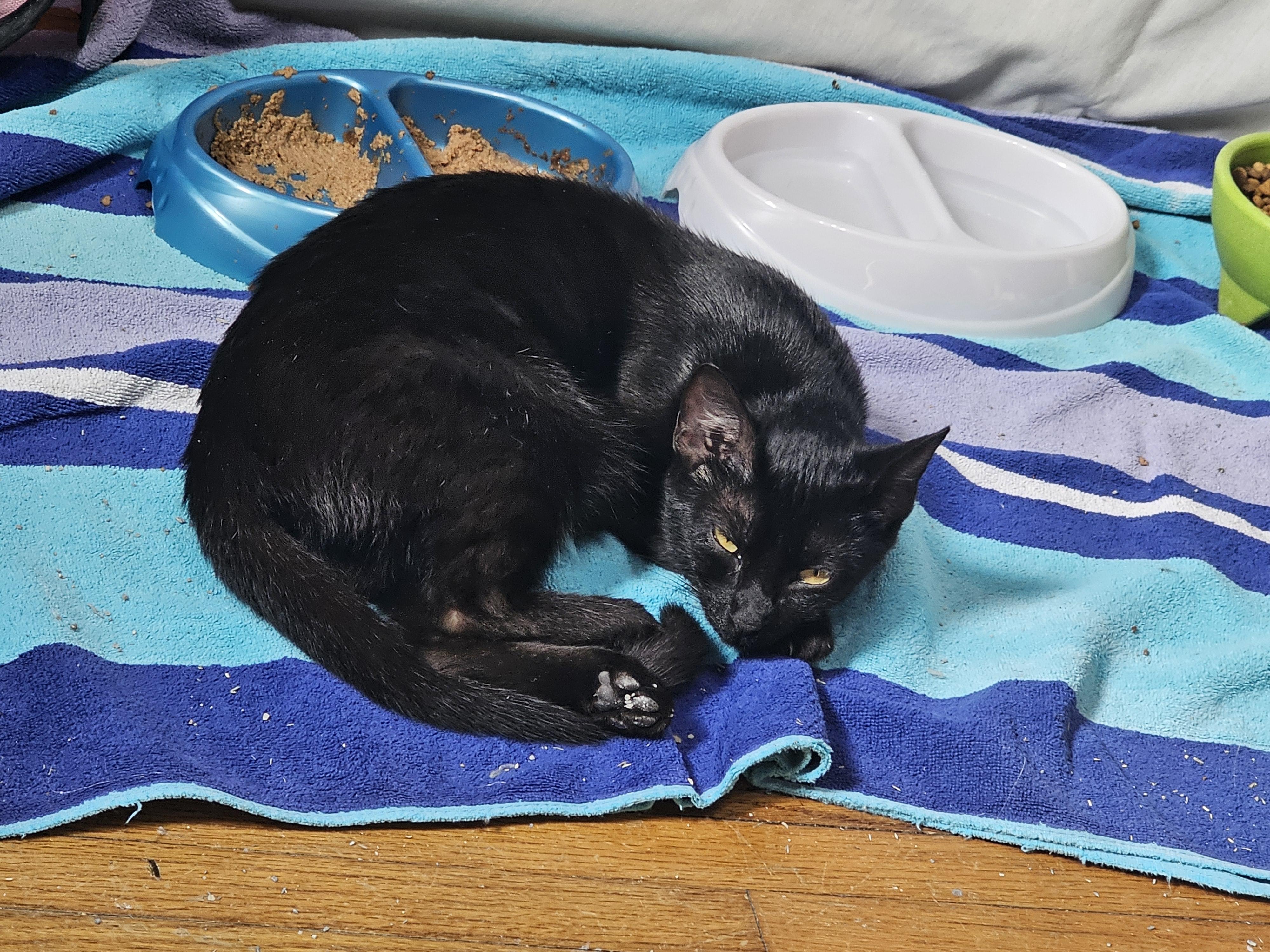 Cece, Young Female Domestic Short Hair