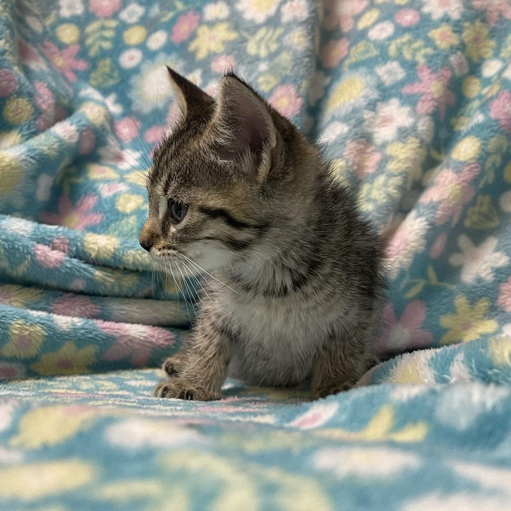 Enlarge GOSLING, a ADOPTABLE Domestic Short Hair in Graham, WA image 3/3