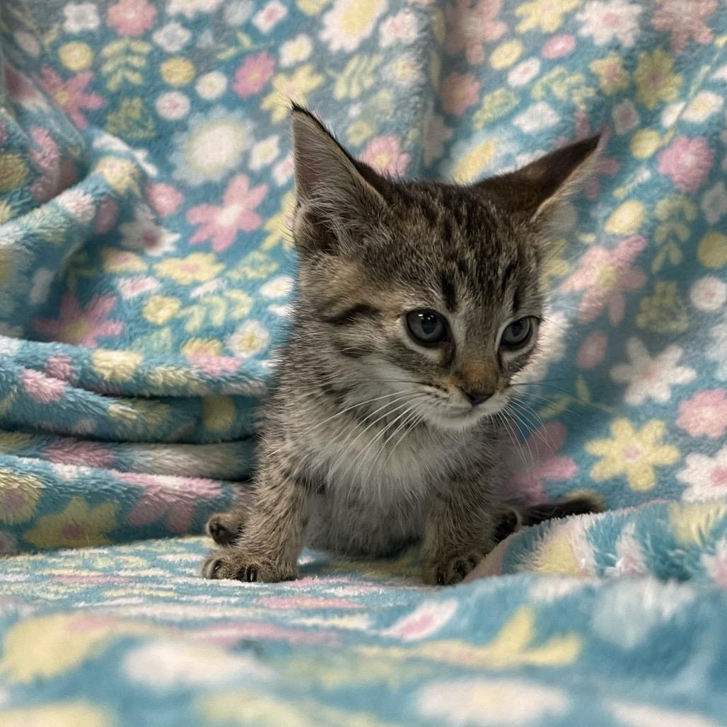 Enlarge GOSLING, a ADOPTABLE Domestic Short Hair in Graham, WA image 2/3