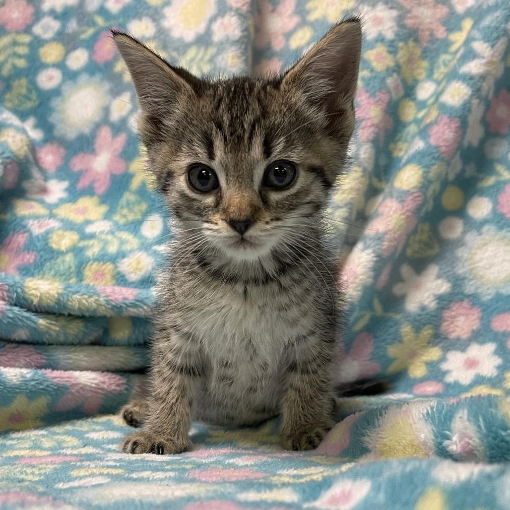 Enlarge GOSLING, a ADOPTABLE Domestic Short Hair in Graham, WA image 1/3
