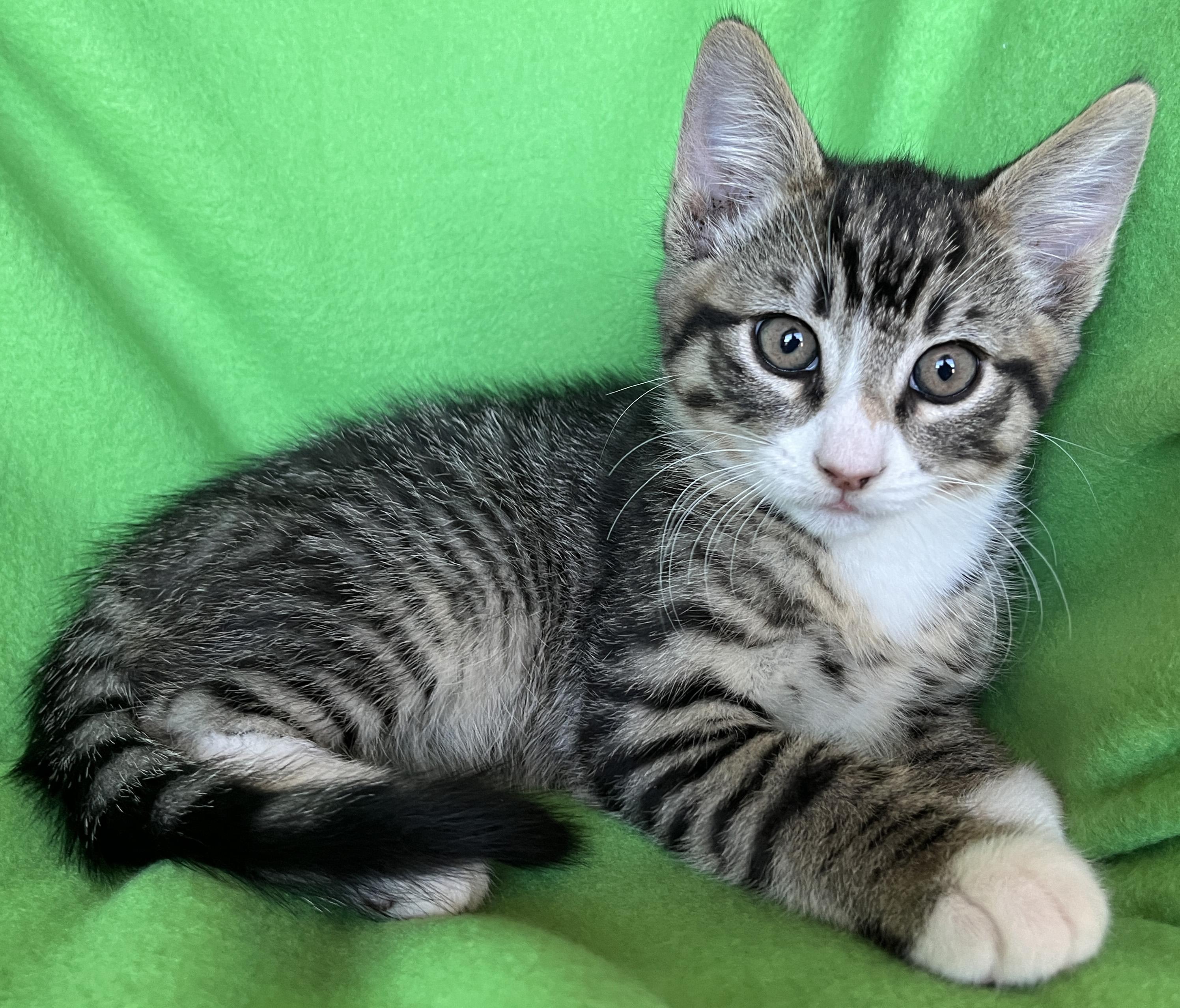 Zephyr, ADOPTABLE, Kitten Male Bengal & Tabby.