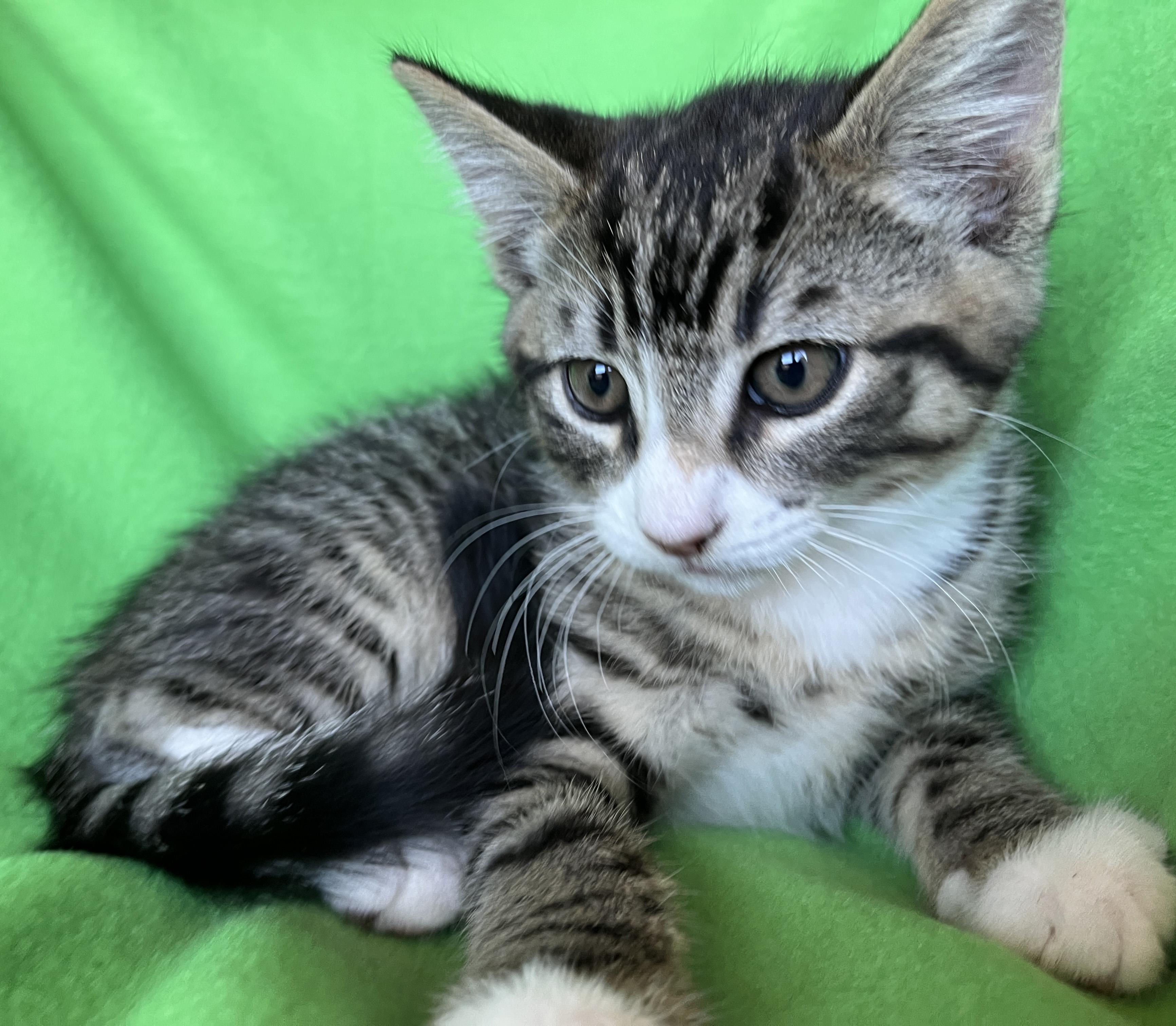 Zephyr, a ADOPTABLE mixed breed in Tigard, OR image 2/3