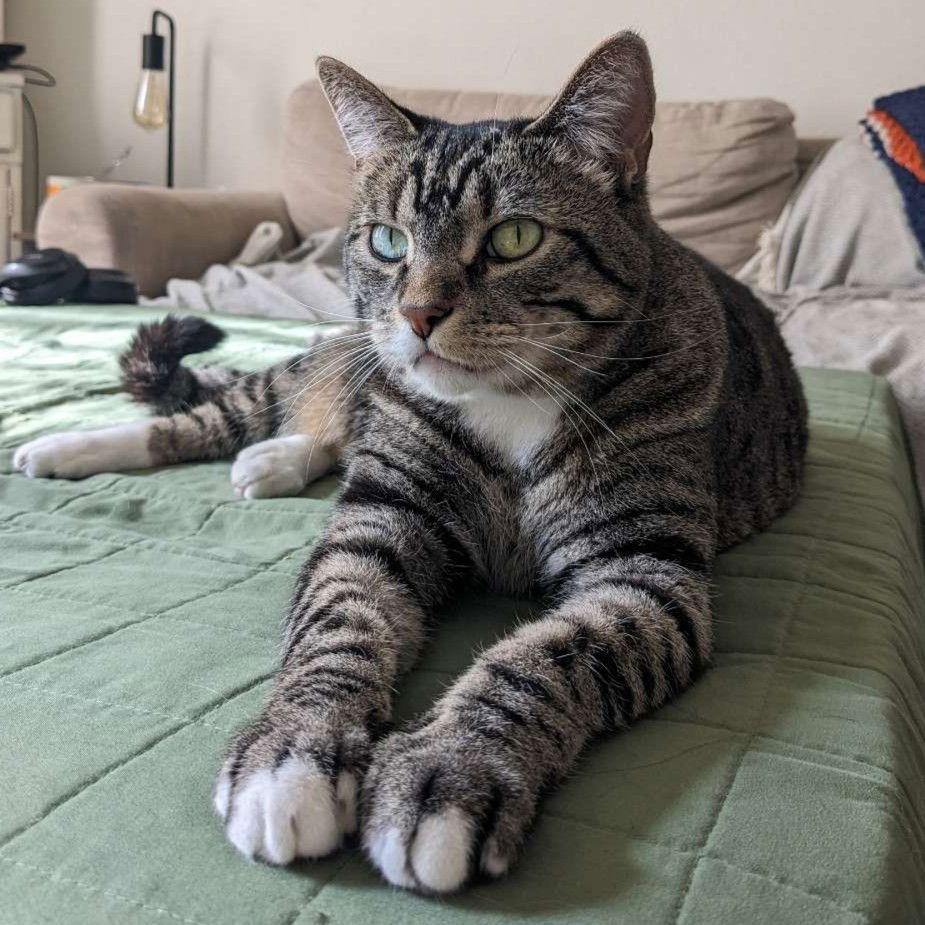 Boo, Adoptable, Adult Female Domestic Short Hair.