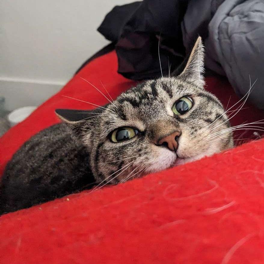 Boo, a Adoptable Domestic Short Hair in Laramie, WY image 2/3