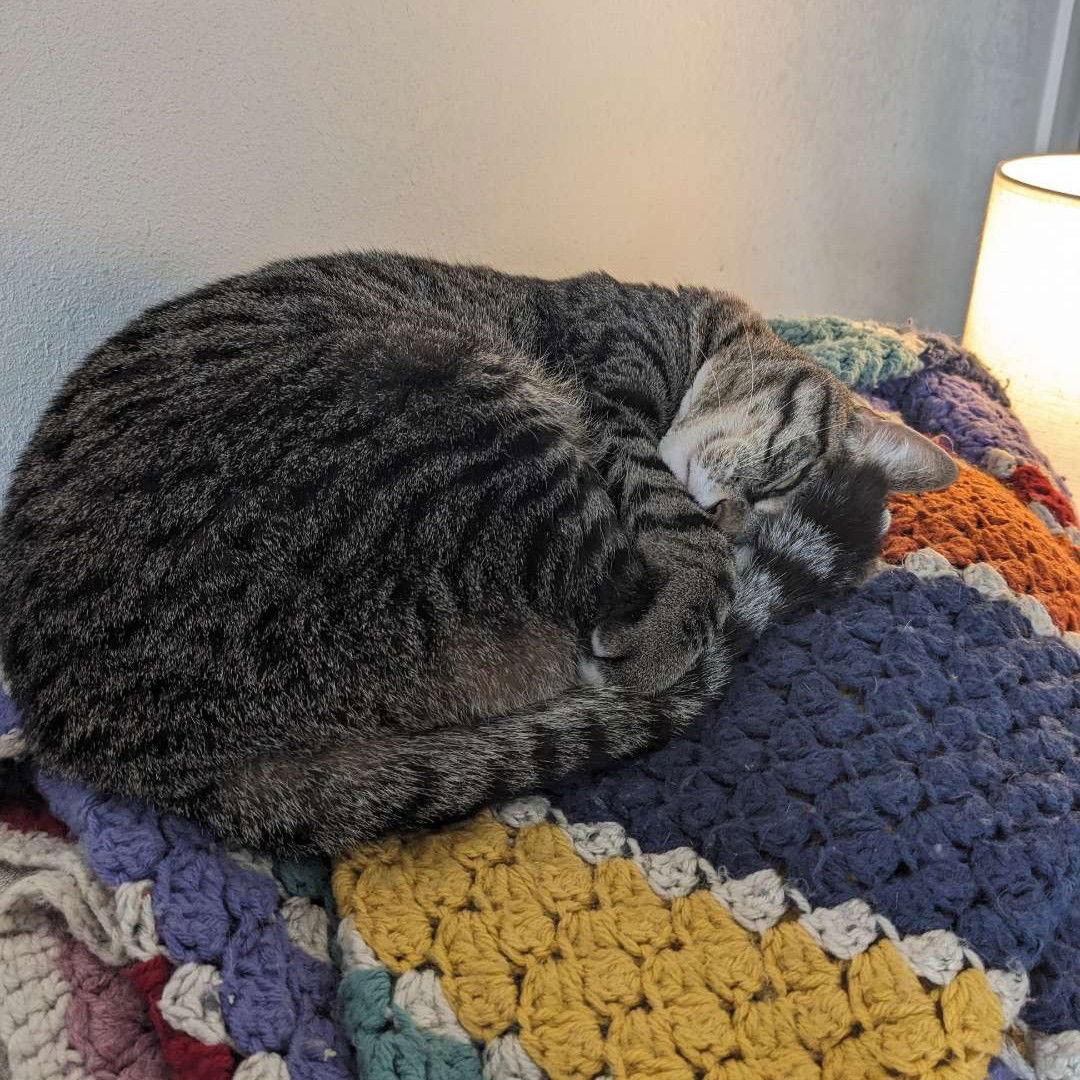 Boo, a Adoptable Domestic Short Hair in Laramie, WY image 3/3