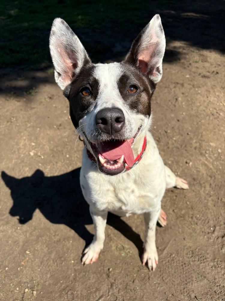 Enlarge Miss Misty, a Adoptable mixed breed in Brewster , NY image 1/6