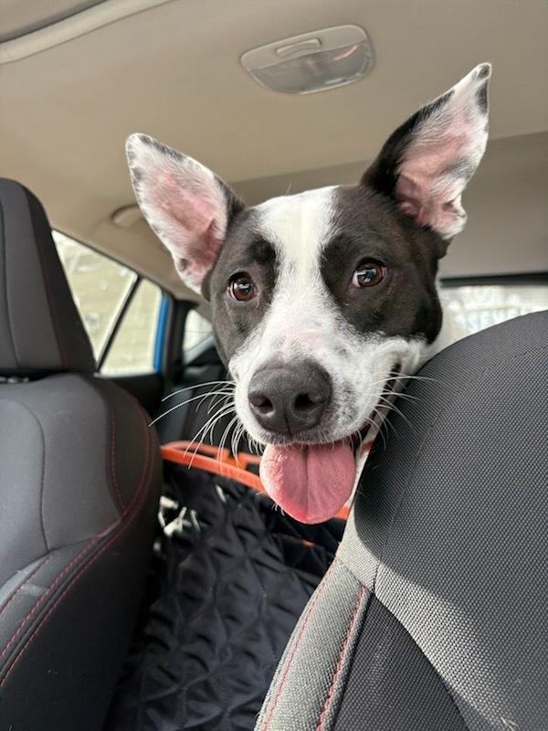 Enlarge Miss Misty, a Adoptable mixed breed in Brewster , NY image 3/6