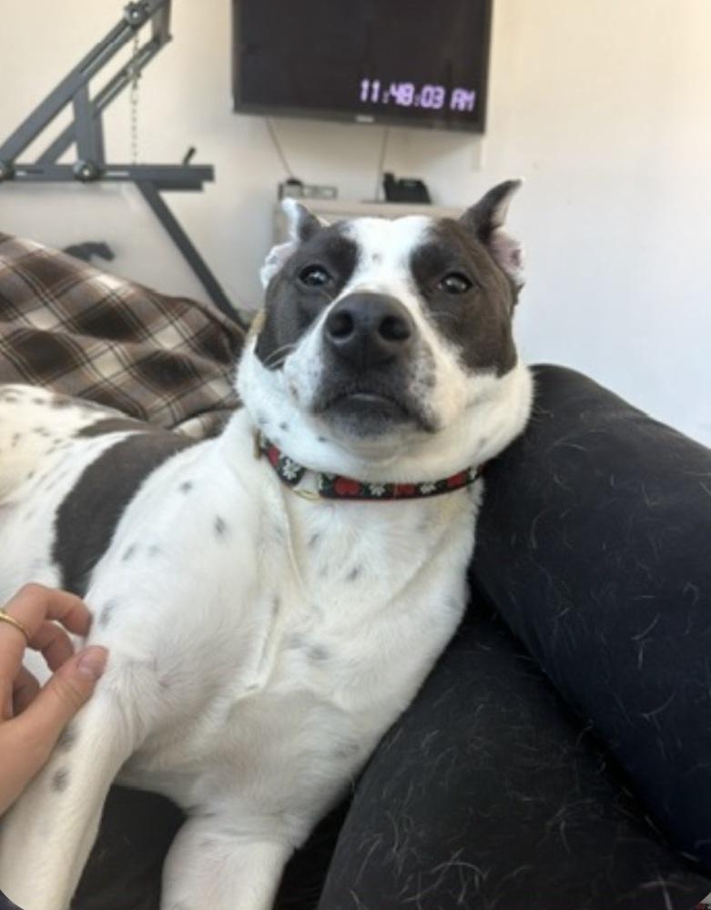 Enlarge Miss Misty, a Adoptable mixed breed in Brewster , NY image 4/6
