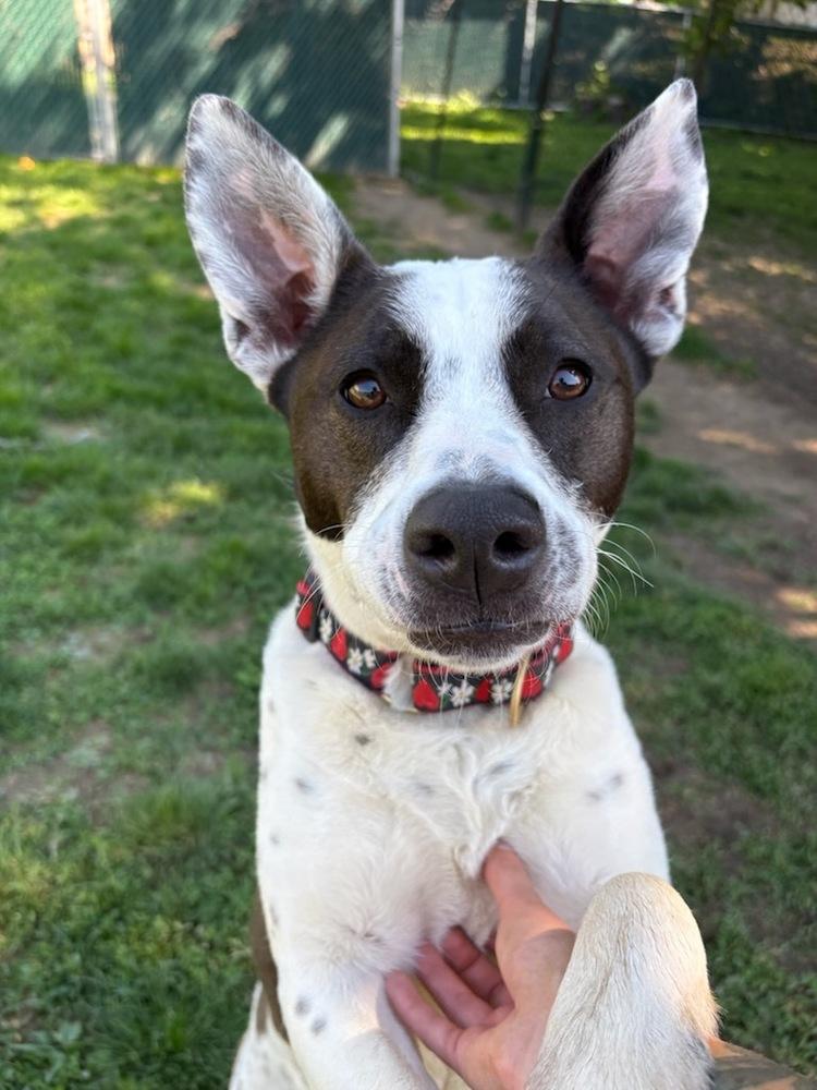 Enlarge Miss Misty, a Adoptable mixed breed in Brewster , NY image 5/6