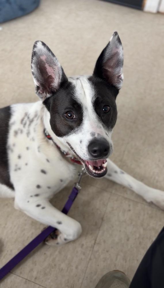 Enlarge Miss Misty, a Adoptable mixed breed in Brewster , NY image 6/6