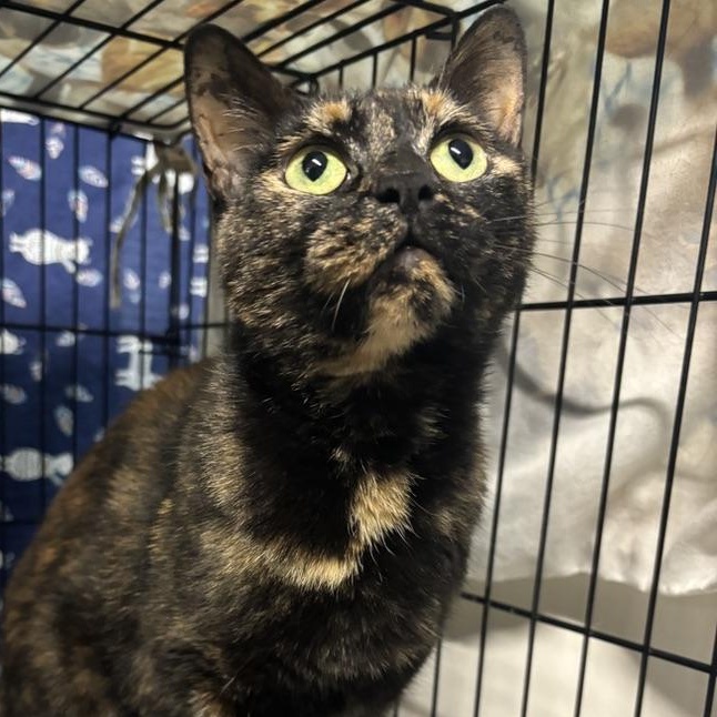 Tabitha, a Adoptable Tortoiseshell in Wyandotte, MI image 2/4
