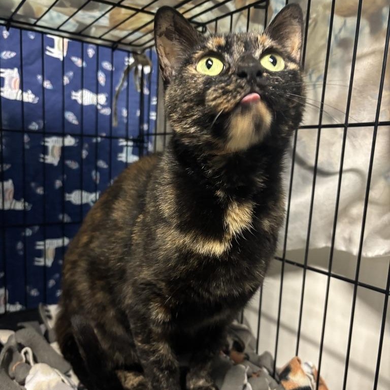 Tabitha, a Adoptable Tortoiseshell in Wyandotte, MI image 3/4