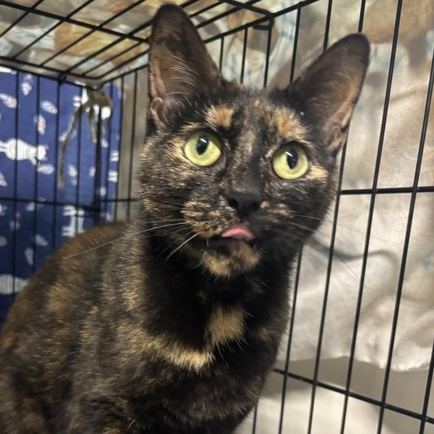 Tabitha, a Adoptable Tortoiseshell in Wyandotte, MI image 1/4