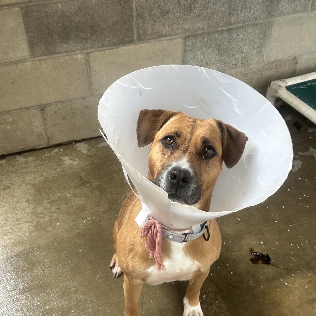 Enlarge Kara, a Adoptable mixed breed in Greenville, PA image 1/4