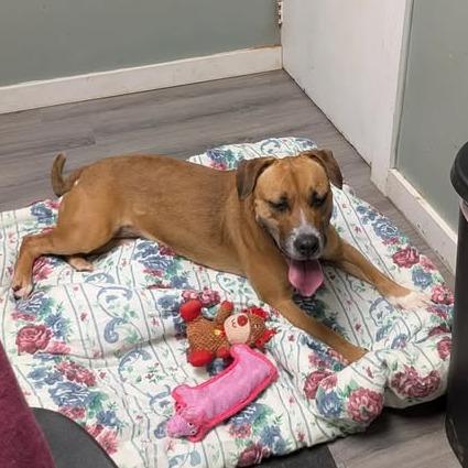 Enlarge Kara, a Adoptable mixed breed in Greenville, PA image 2/4