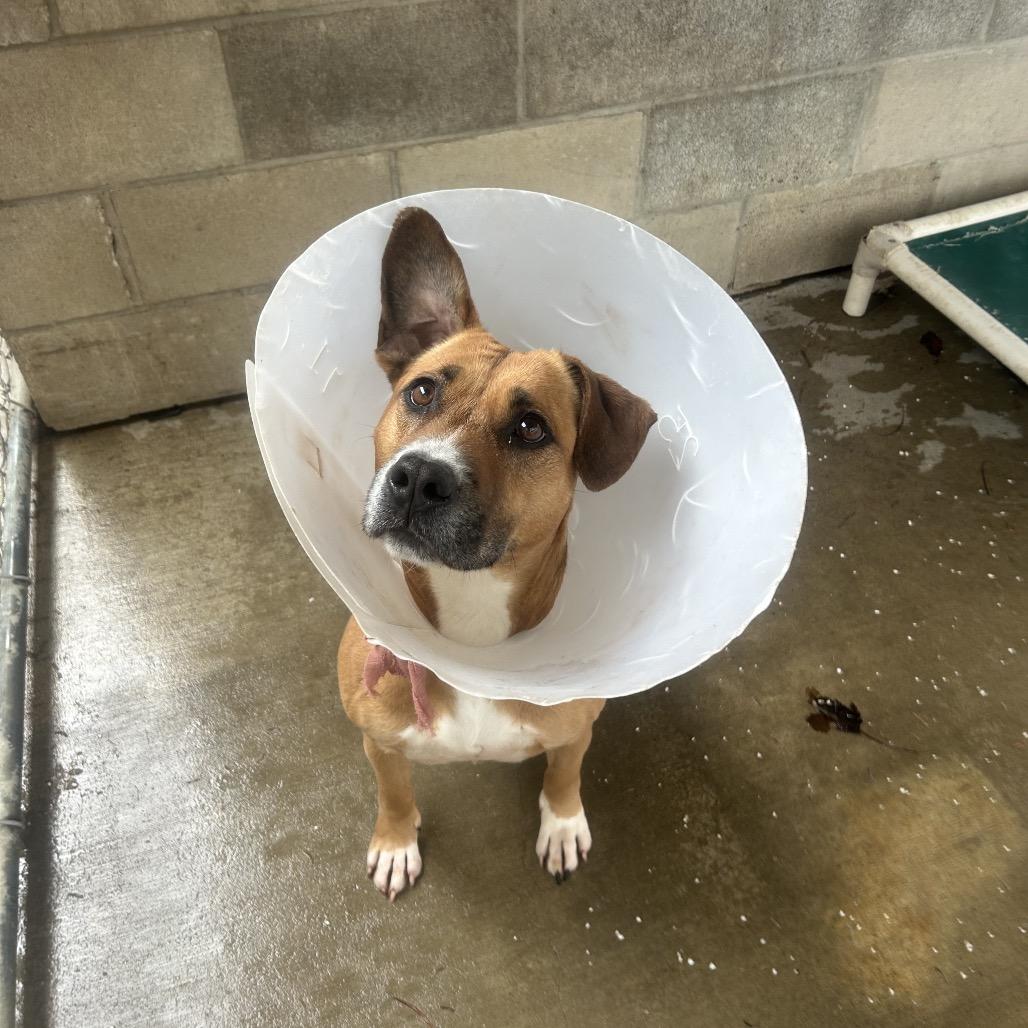 Enlarge Kara, a Adoptable mixed breed in Greenville, PA image 3/4