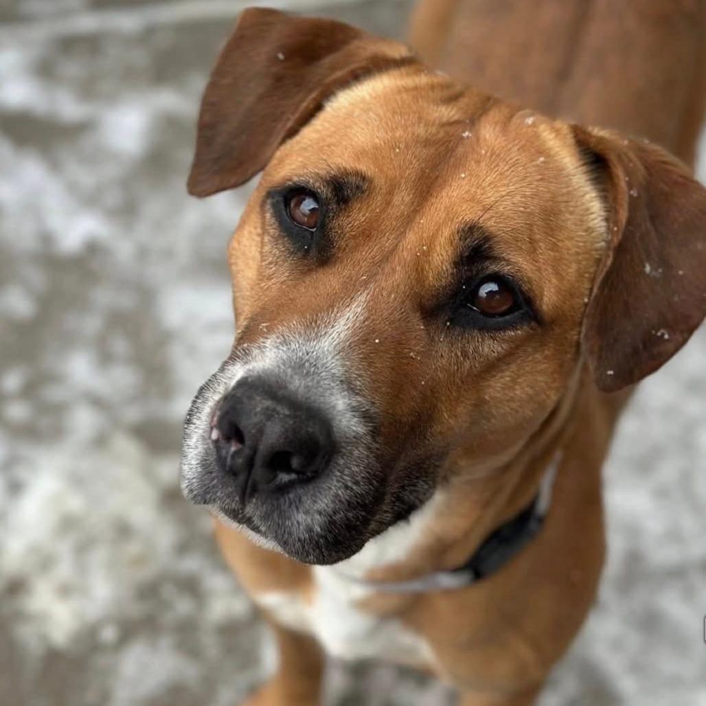 Enlarge Kara, a Adoptable mixed breed in Greenville, PA image 4/4