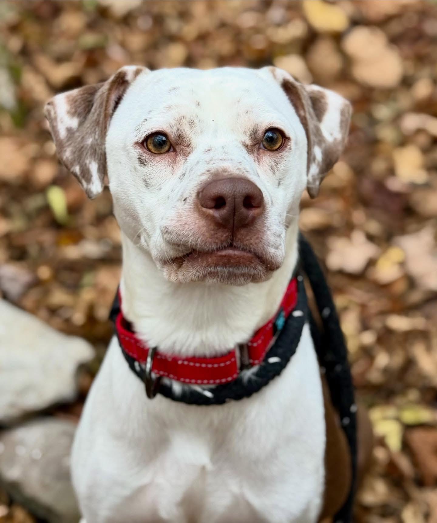 Enlarge Danny, a Adopted mixed breed in Jamesville, NY image 2/5