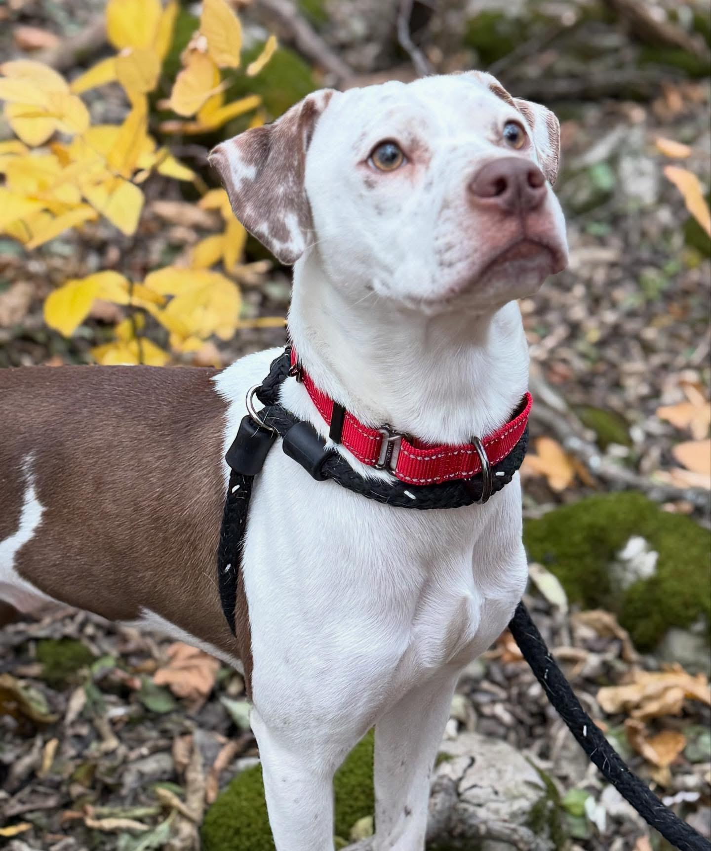 Enlarge Danny, a Adopted mixed breed in Jamesville, NY image 3/5