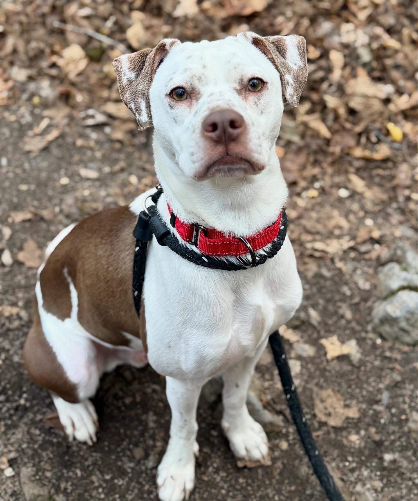 Enlarge Danny, a Adopted mixed breed in Jamesville, NY image 1/5