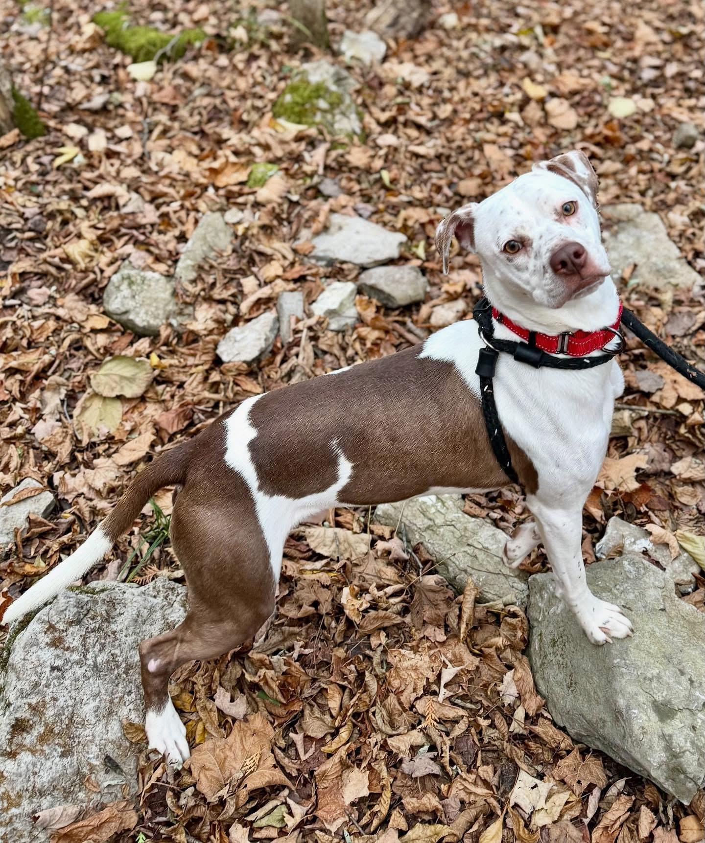 Enlarge Danny, a Adopted mixed breed in Jamesville, NY image 4/5