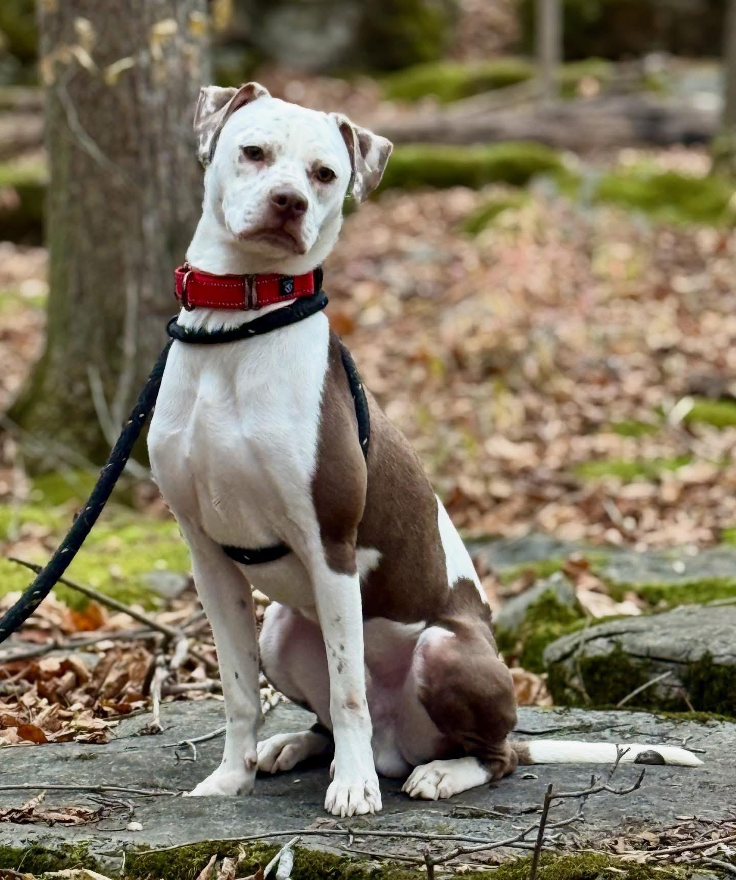 Enlarge Danny, a Adopted mixed breed in Jamesville, NY image 5/5