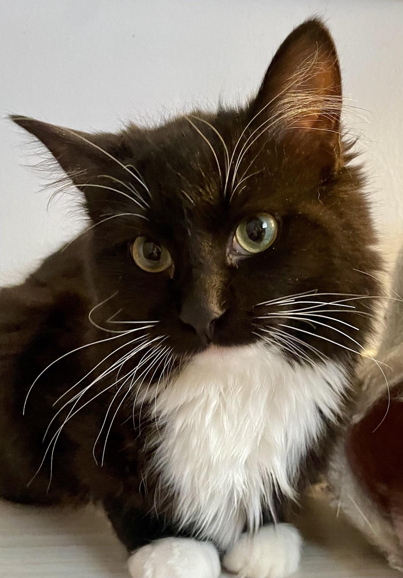 Enlarge Felix, a ADOPTABLE Domestic Medium Hair in Washburn, WI image 1/2