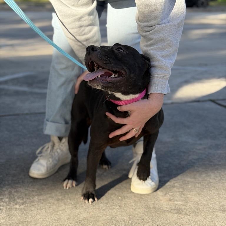 Enlarge Kate, a Adoptable mixed breed in Houston, TX image 1/6