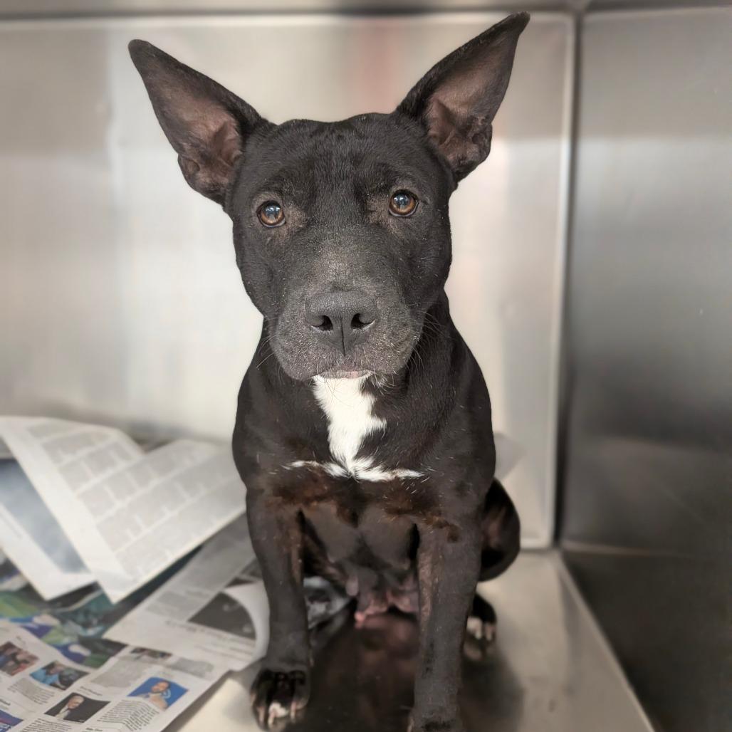 Enlarge Kate, a Adoptable mixed breed in Houston, TX image 2/6