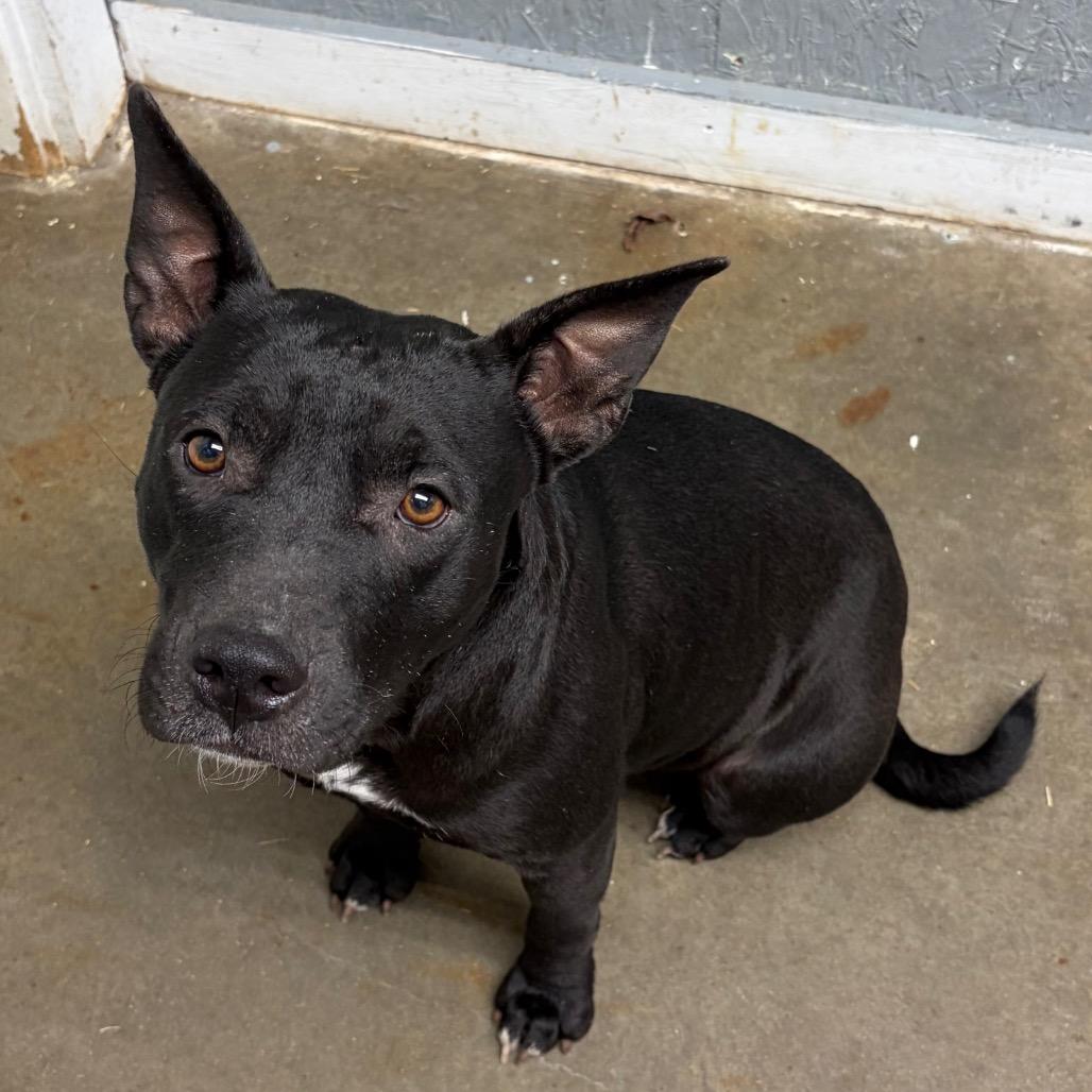 Enlarge Kate, a Adoptable mixed breed in Houston, TX image 4/6